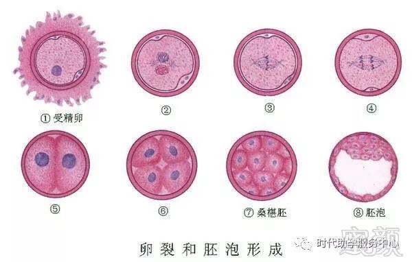 香港试管婴儿医院